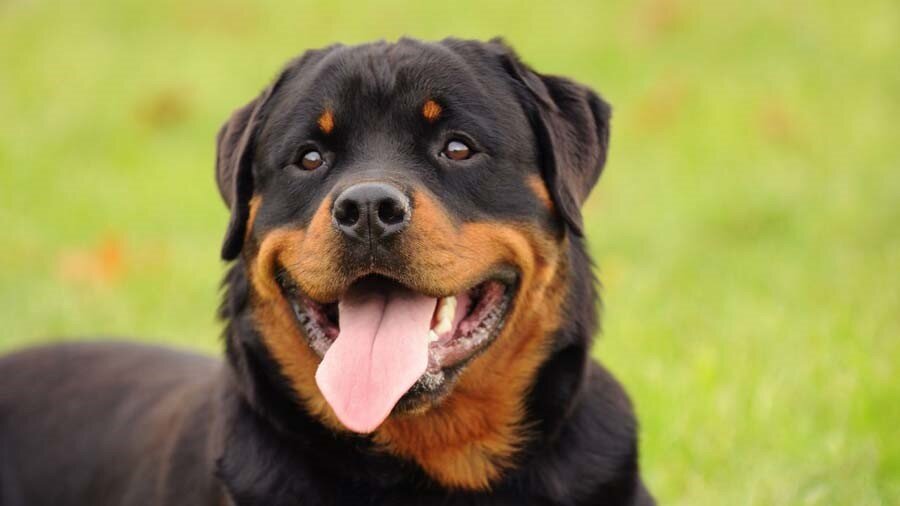 7 Family-Friendly Dog Breeds That Double as Home Security Pros