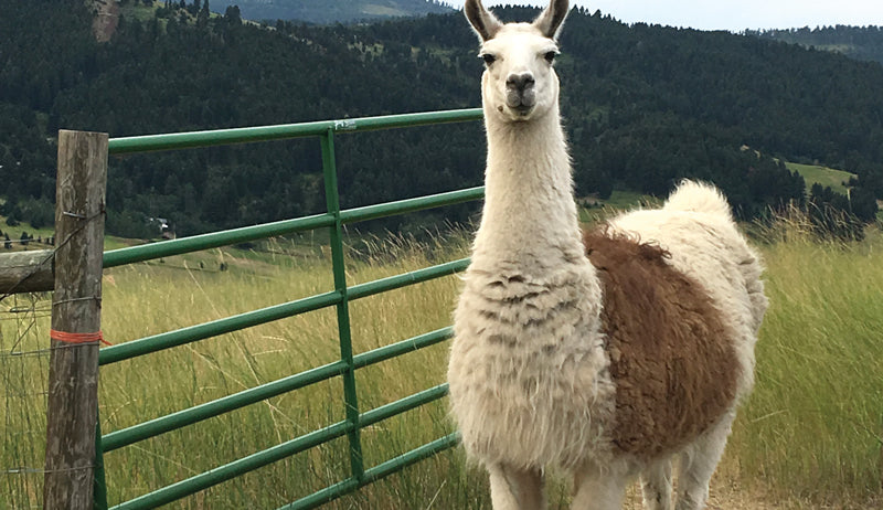 Unconventional Guardians: Surprising Animals Used for Home Security